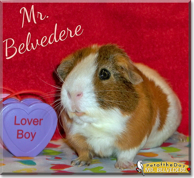 Mr. Belvedere the Short-Hair Guinea Pig, the Pet of the Day
