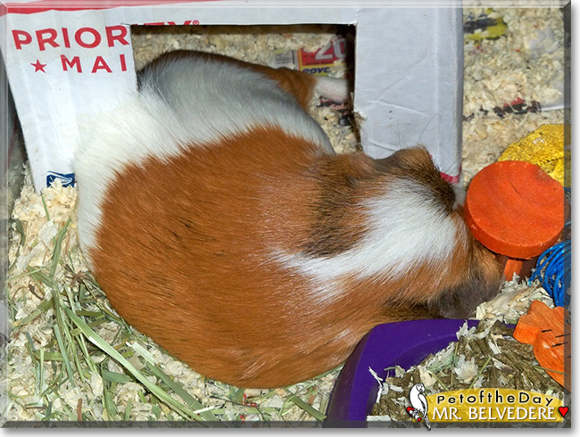 Mr. Belvedere the Short-Hair Guinea Pig, the Pet of the Day