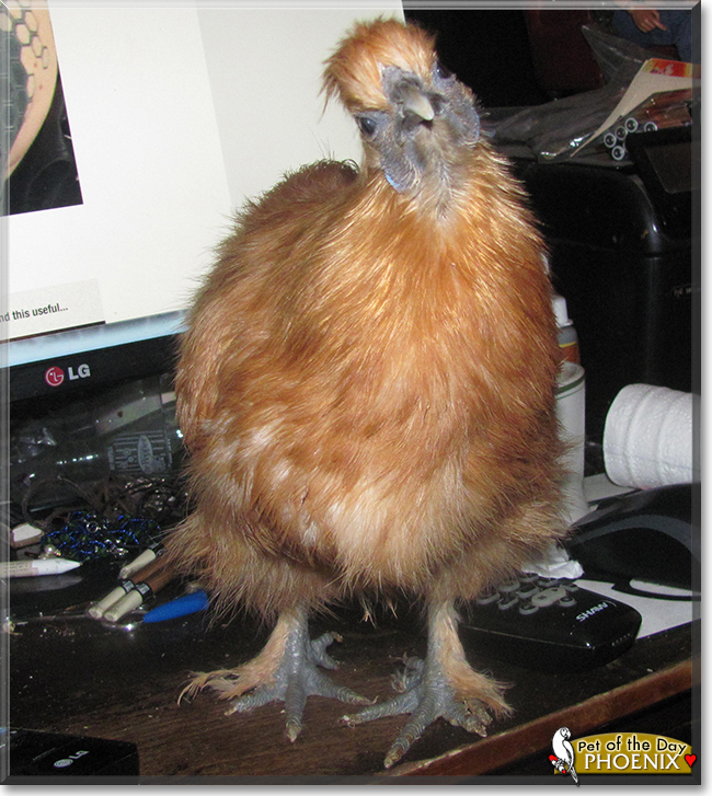 Phoenix the Chinese Bantam Silkie Chicken, the Pet of the Day Phoenix the Chinese Bantam Silkie Chicken, the Pet of the Day