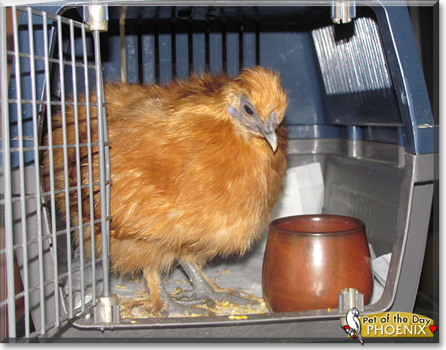 Phoenix the Chinese Bantam Silkie Chicken, the Pet of the Day