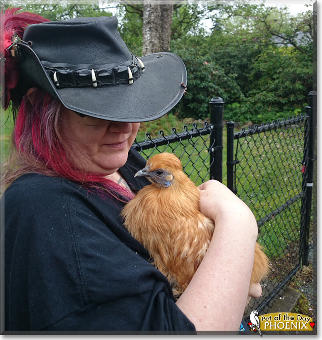 Phoenix the Chinese Bantam Silkie Chicken, the Pet of the Day