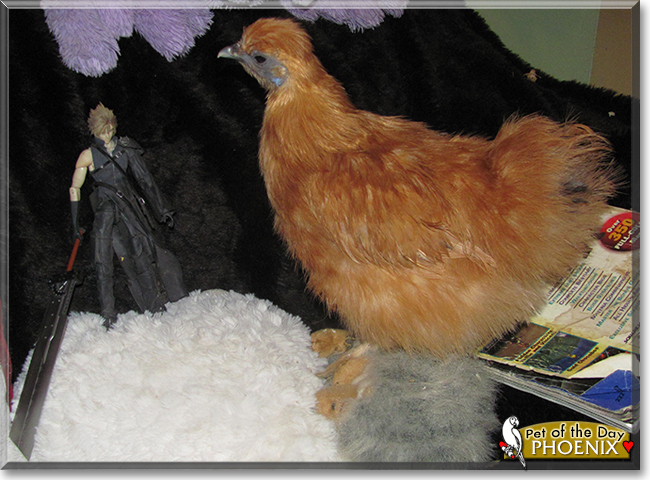 Phoenix the Chinese Bantam Silkie Chicken, the Pet of the Day