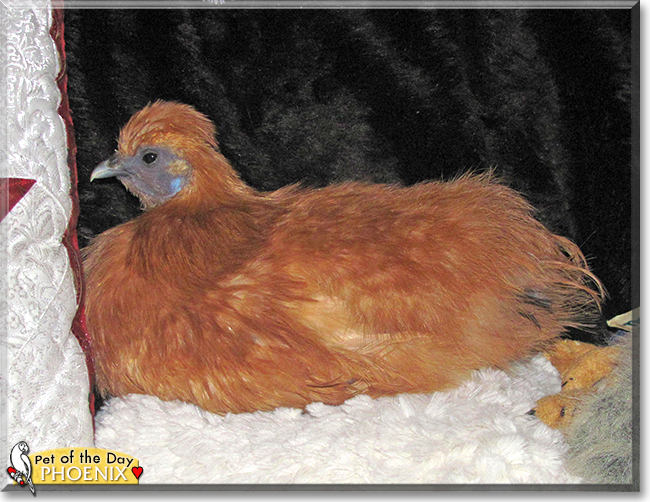 Phoenix the Chinese Bantam Silkie Chicken, the Pet of the Day