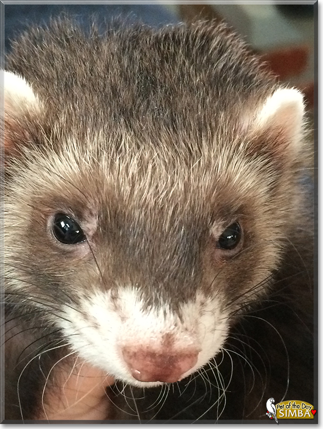 Simba the Ferret, the Pet of the Day Simba the Ferret, the Pet of the Day