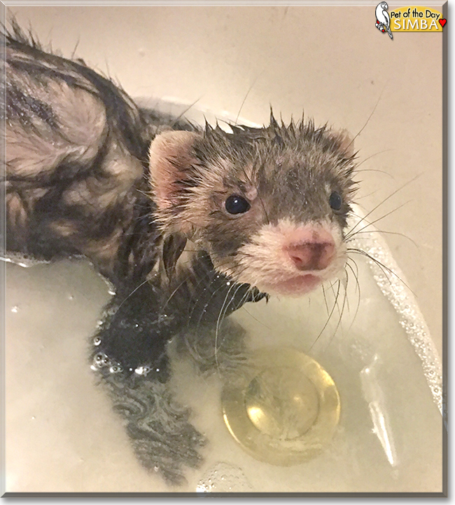 Simba the Ferret, the Pet of the Day
