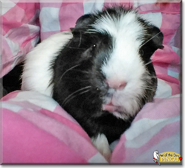 Pingu the Guinea Pig, the Pet of the Day Pingu the Guinea Pig, the Pet of the Day