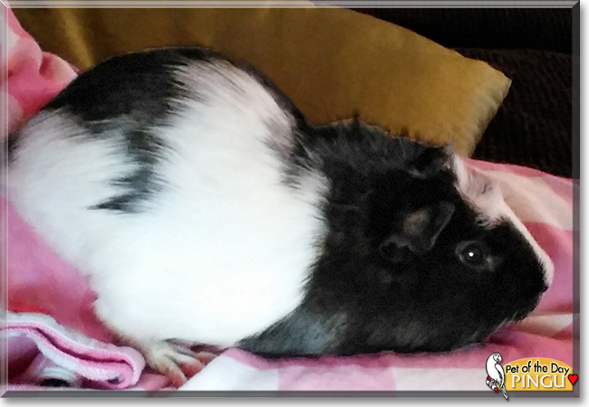 Pingu the Guinea Pig, the Pet of the Day