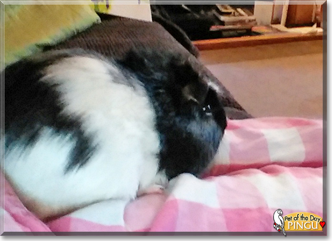 Pingu the Guinea Pig, the Pet of the Day