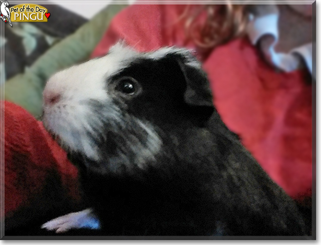 Pingu the Guinea Pig, the Pet of the Day