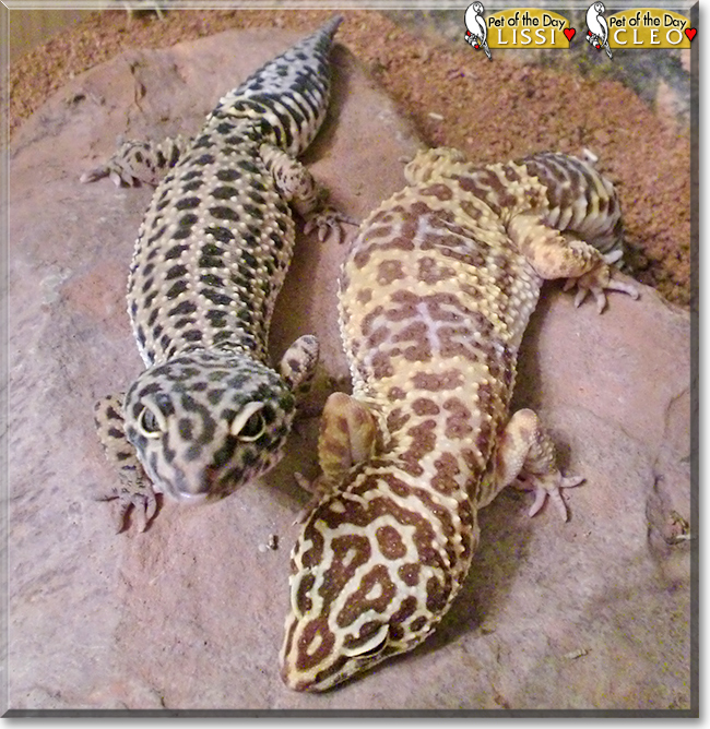 Lissi and Cleo the Leopard Geckos, the Pet of the Day Lissi and Cleo the Leopard Geckos, the Pet of the Day