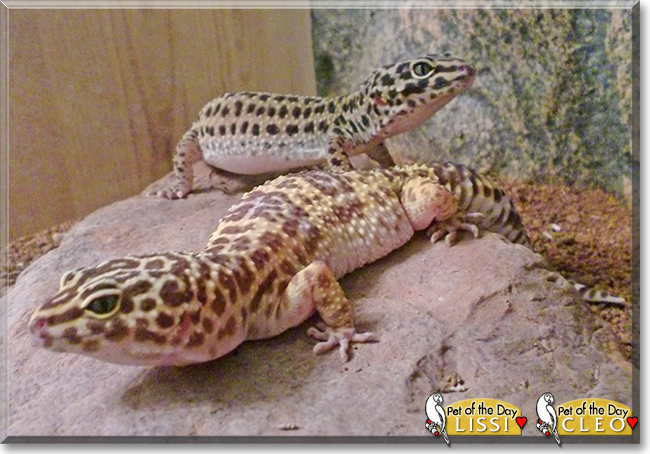 Lissi and Cleo the Leopard Geckos, the Pet of the Day