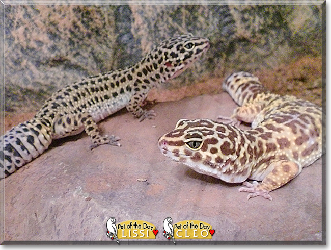 Lissi and Cleo the Leopard Geckos, the Pet of the Day