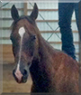 Joe the Horse