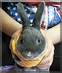 Butter the Mini Rex Rabbit