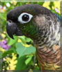 Pedro the Green Cheek Conure
