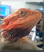 Durian the Bearded Dragon