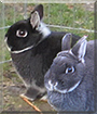 Paula, Bruno the Dwarf Rabbits