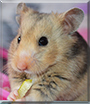 Alice the Hamster