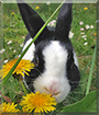 Mimi the Dutch Rabbit