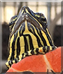 Bella the Western Painted Turtle
