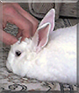 Flocke the Fox Rabbit