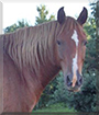 Tory the Tennessee Walking Horse