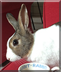 Willow the Dutch Rabbit