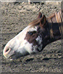 Jimmy the Quarter Horse
