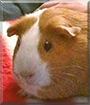 Apricot the American Guinea Pig