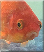 Poppy the Goldfish