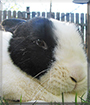 Mr. Bun the Dutch Rabbit