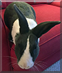 Waffles the Dutch Rabbit