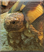 Mathilde the Tortoise