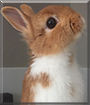 Scully the Netherland Dwarf Rabbit