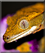 Inca the Crested Gecko