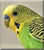 Puffy the Parakeet