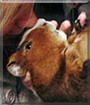 Piggers the Guinea Pig