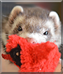 Damon the Ferret