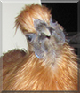 Phoenix the Chinese Bantam Silkie Chicken