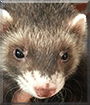 Simba the Ferret