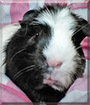 Pingu the Guinea Pig