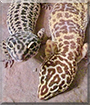 Lissi and Cleo the Leopard Geckos