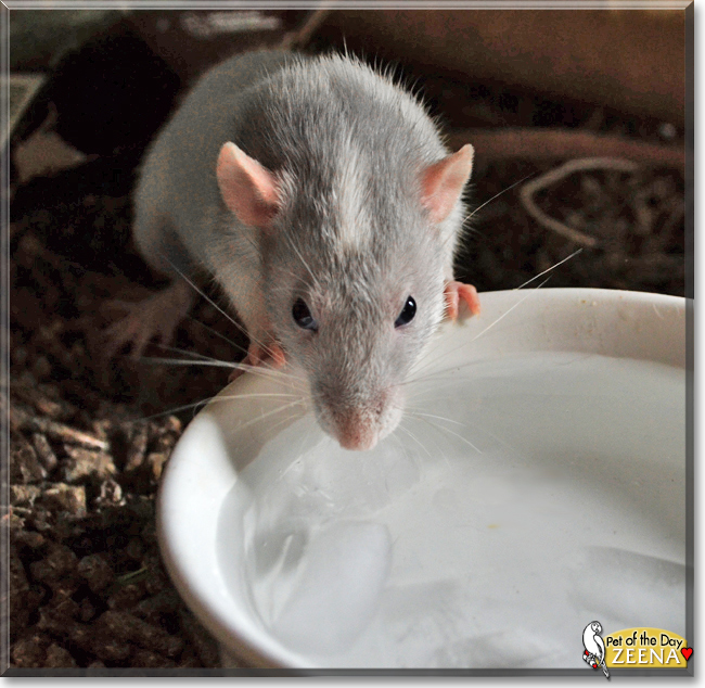 Zeena the Hooded Rat, the Pet of the Day
