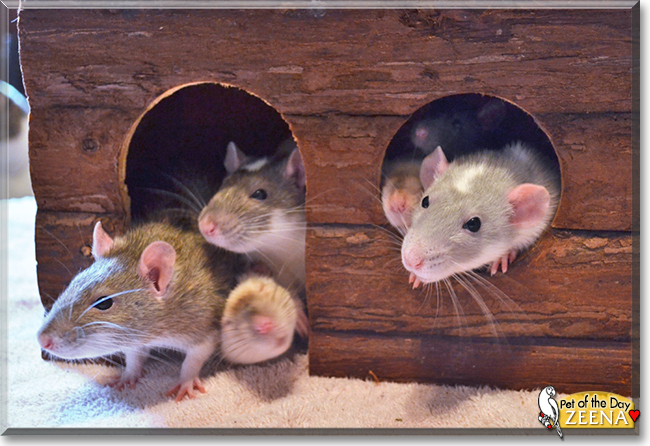Zeena the Hooded Rat, the Pet of the Day