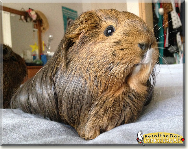 GingerSnap the Silky Guinea Pig, the Pet of the Day GingerSnap the Silky Guinea Pig, the Pet of the Day