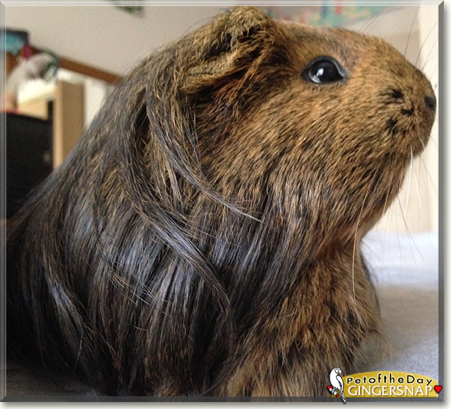 GingerSnap the Silky Guinea Pig, the Pet of the Day