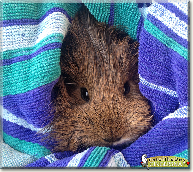 GingerSnap the Silky Guinea Pig, the Pet of the Day