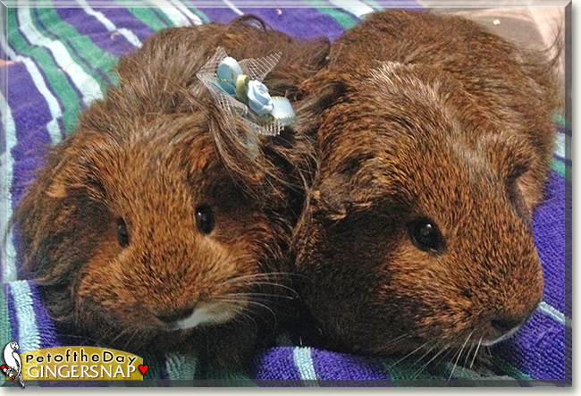 GingerSnap the Silky Guinea Pig, the Pet of the Day
