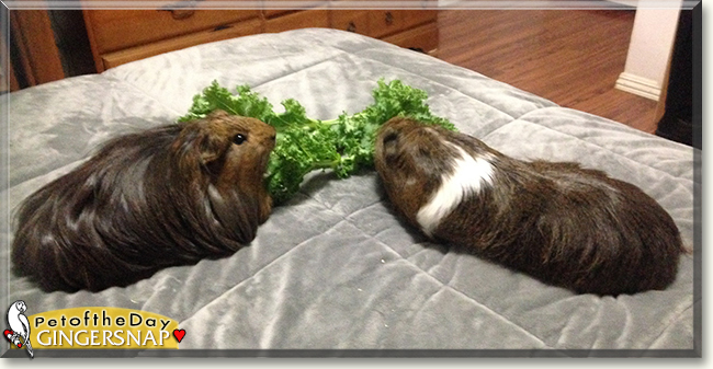 GingerSnap the Silky Guinea Pig, the Pet of the Day