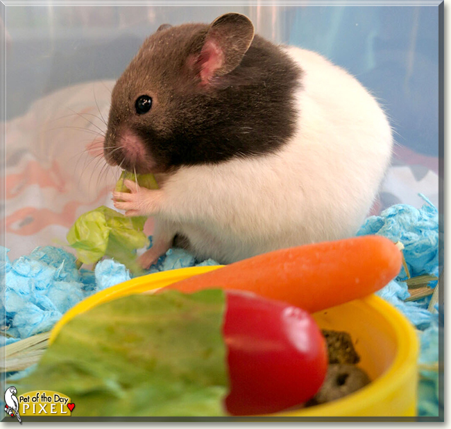 Pixel the Teddy Bear Hamster, the Pet of the Day
